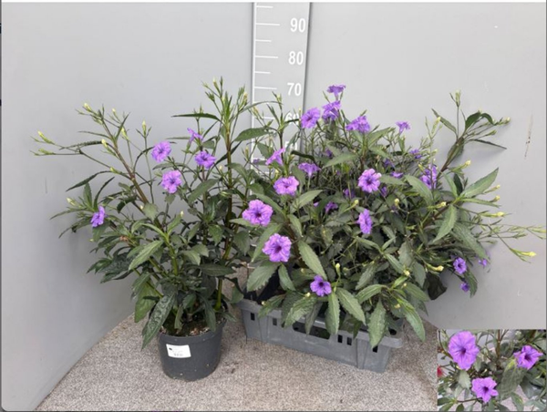 Ruellia brittoniana