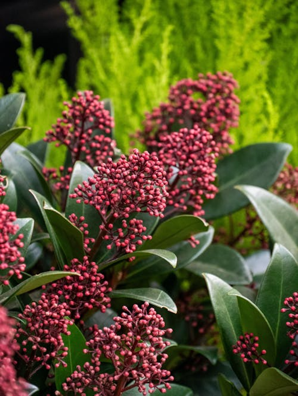 Skimmia japonica