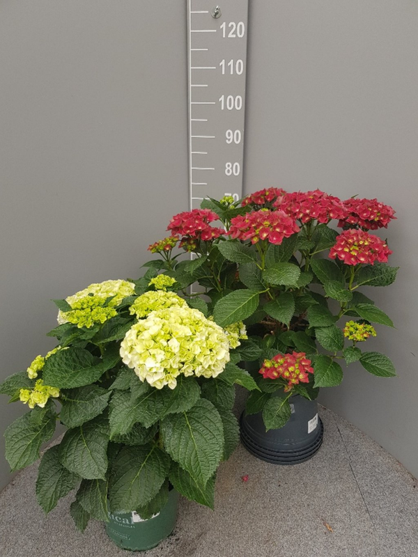 Hydrangea magical mix