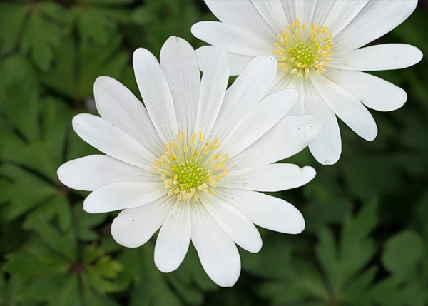 Anemone blanda White Splendour