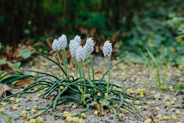 Muscari botryoides Album