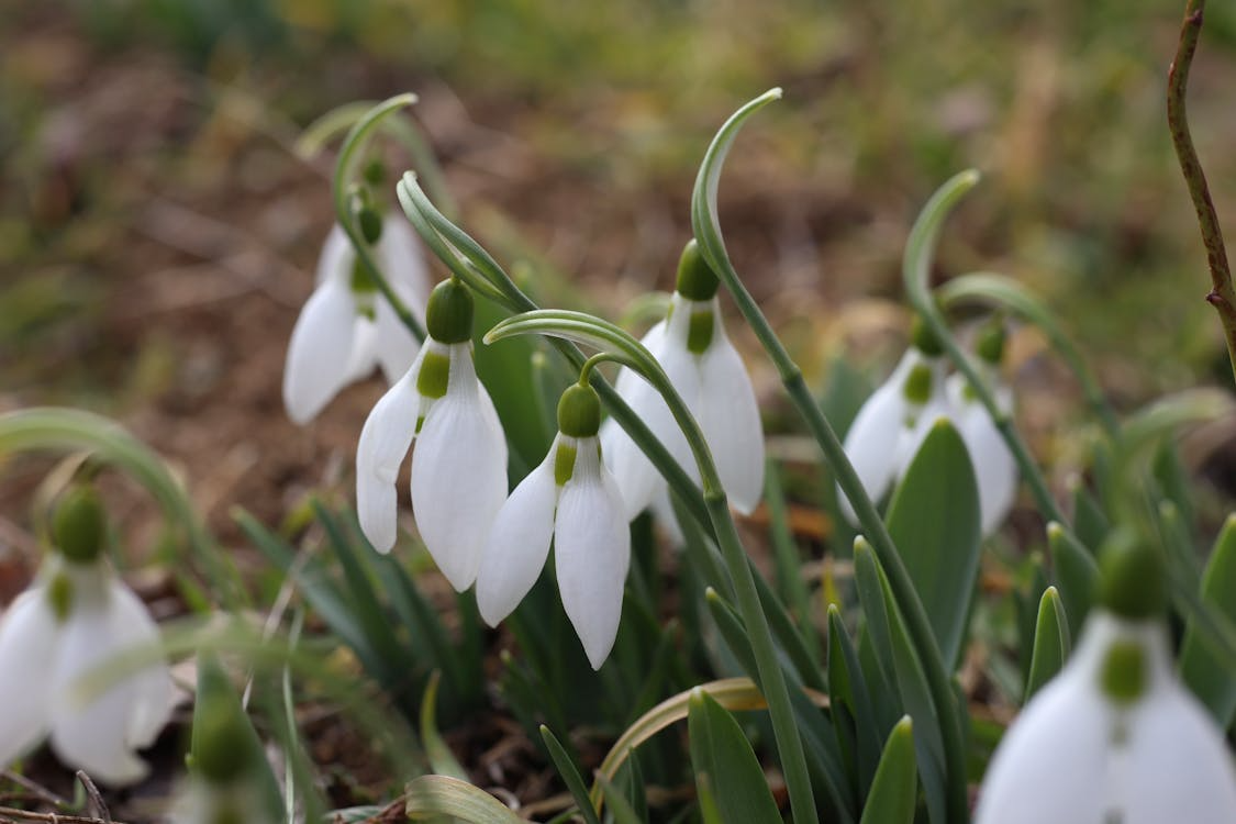 Galanthus nivalis