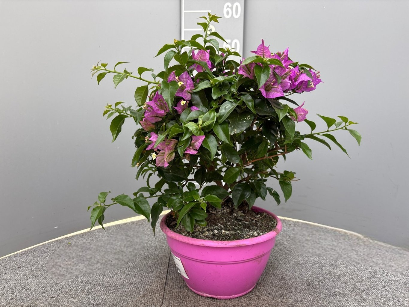 Bougainvillea glabra Sanderiana