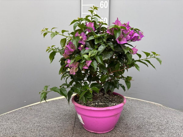 Bougainvillea glabra Sanderiana