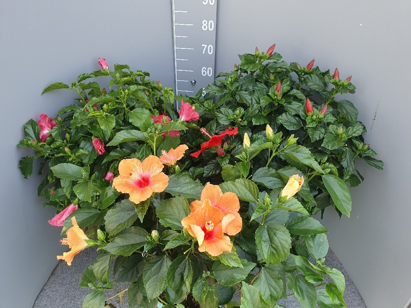 Hibiscus Rosa-Sinensis