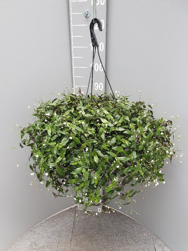 Tradescantia fluminensis