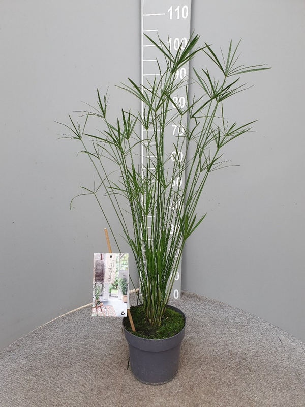 Cyperus papyrus