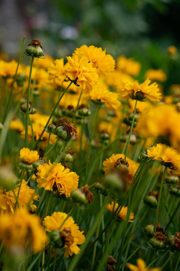 Meisjesogen Coreopsis grandiflora Badengold