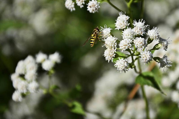 Koninginnekruid Eupatorium rugosum Chocolate