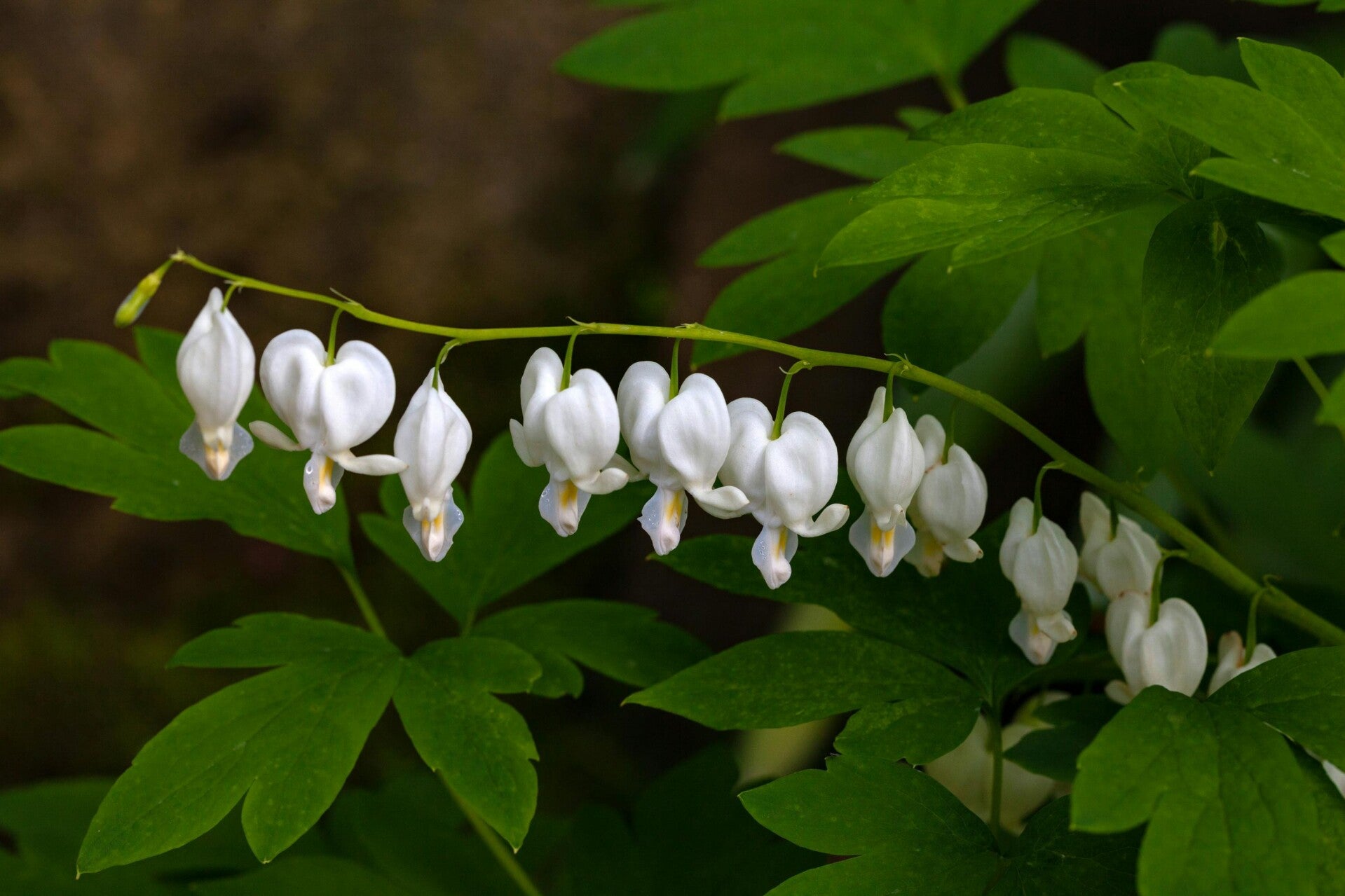 Gebroken hartje Dicentra formosa Aurora