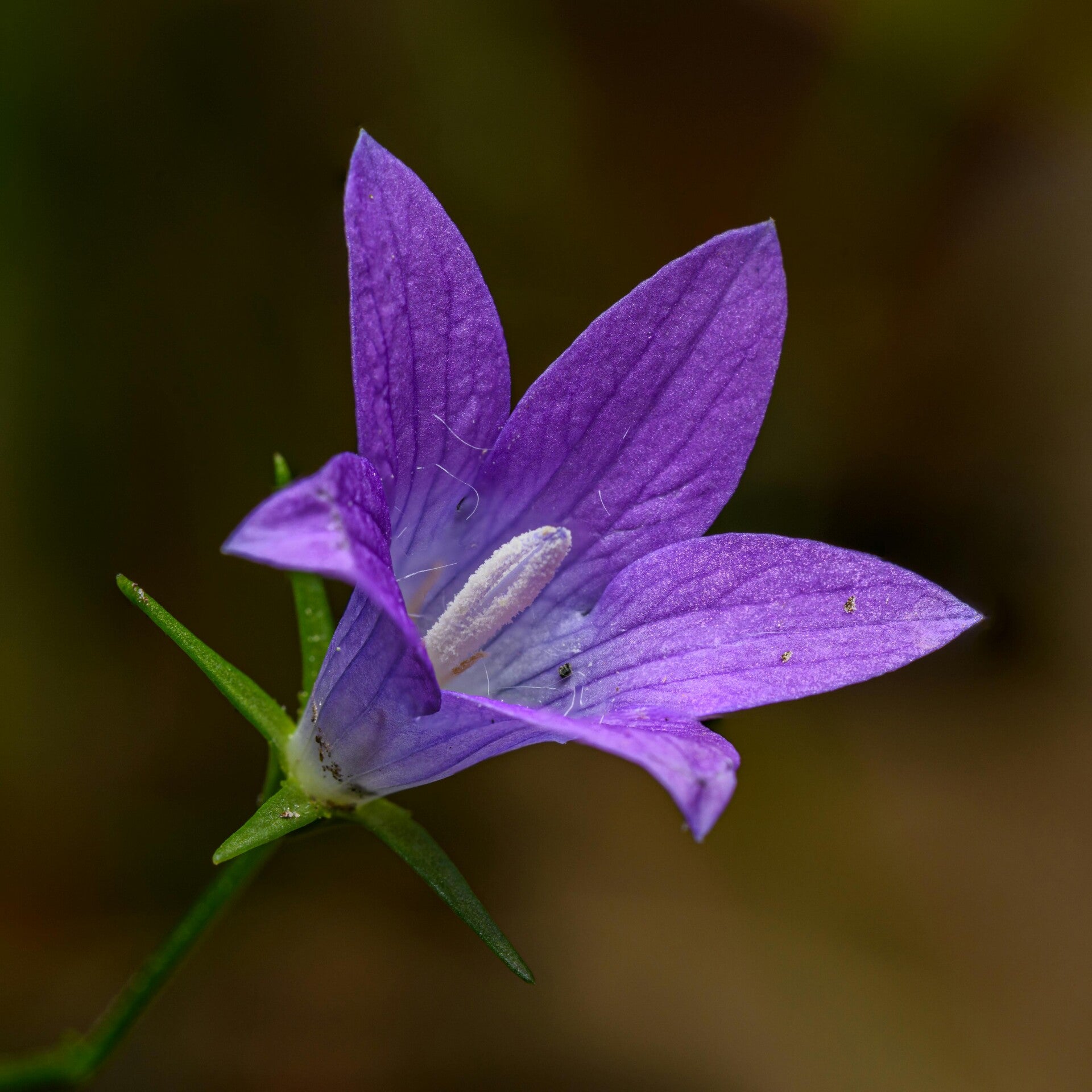 Klokjesbloem Campanula poscharskyana