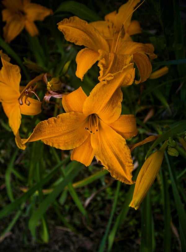 Daglelie Hemerocallis Chicago Sunrise