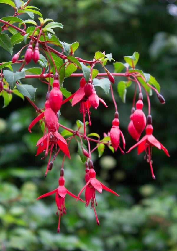 Bellenplant Fuchsia Riccartonii