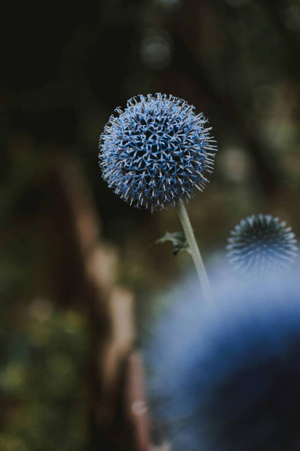 Kogeldistel Echinops bannaticus Taplow Blue