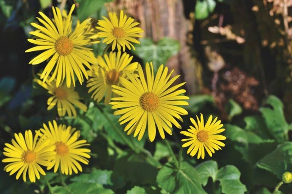 Doronicum orientale Little Leo