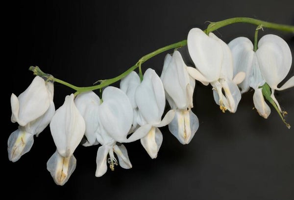 Wit gebroken hartje Dicentra spectabilis Alba