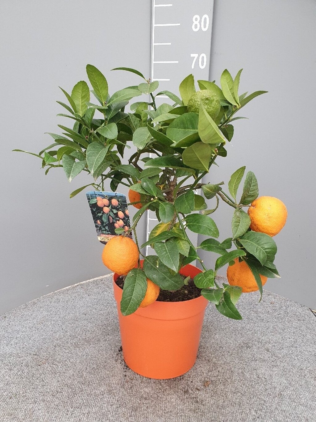 Citrus Limonia Rangpur