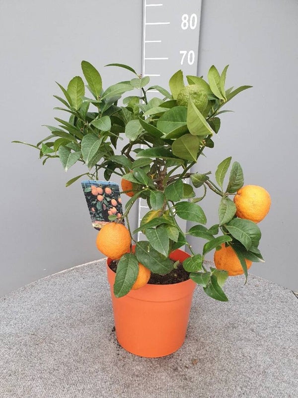 Citrus Limonia Rangpur