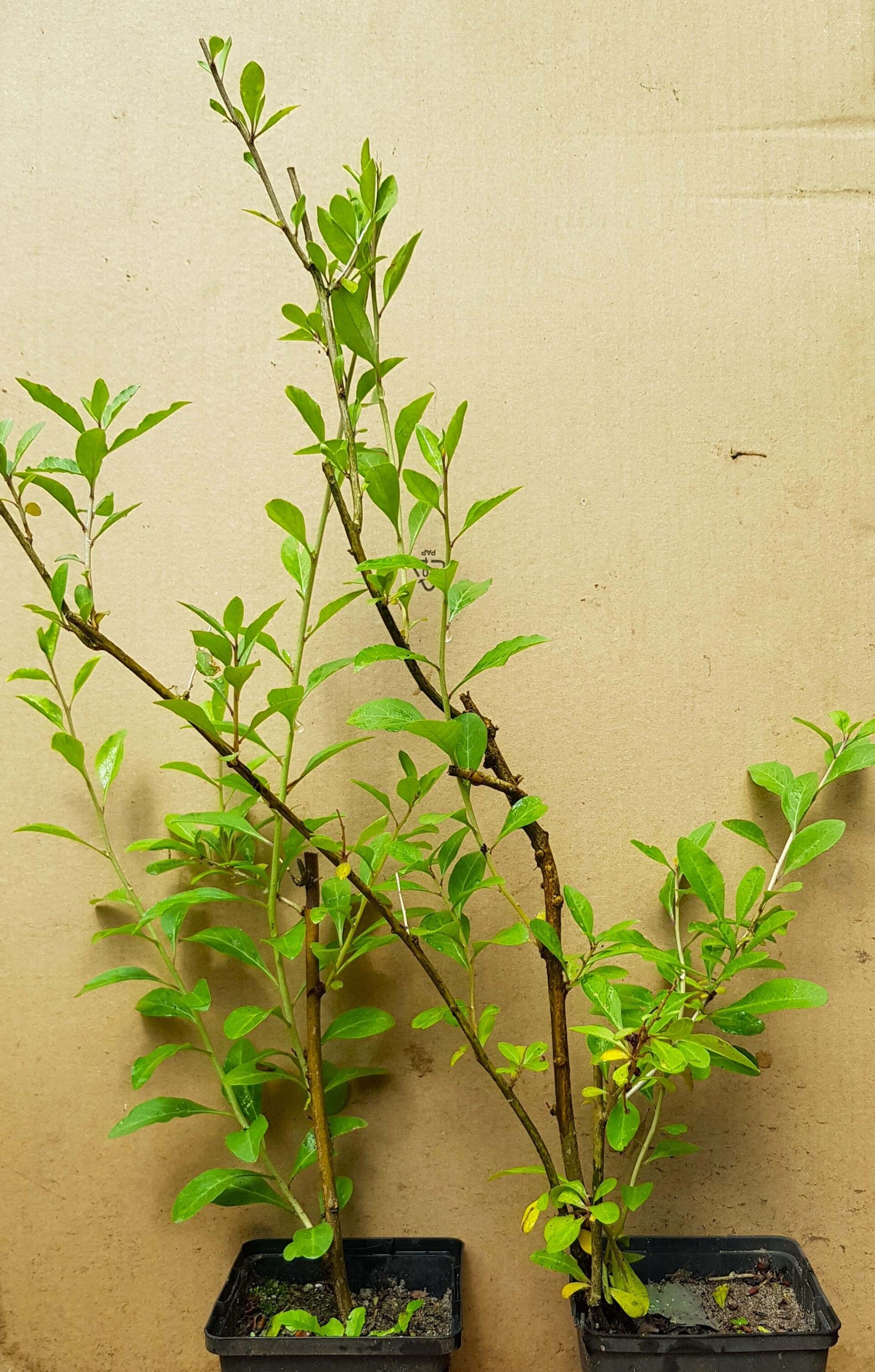 Eetbare  Goji bes Lycium barbarum