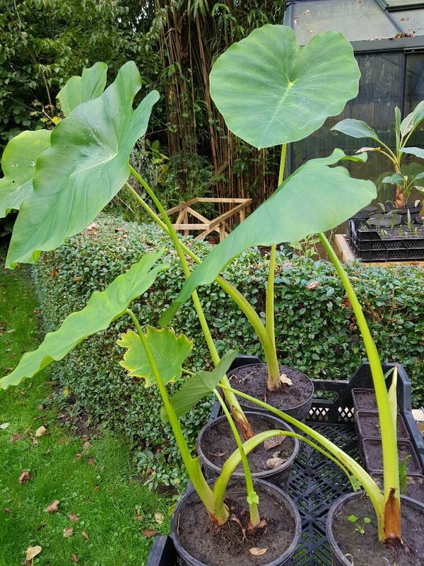 Olifantsoor UITVERKOCHT