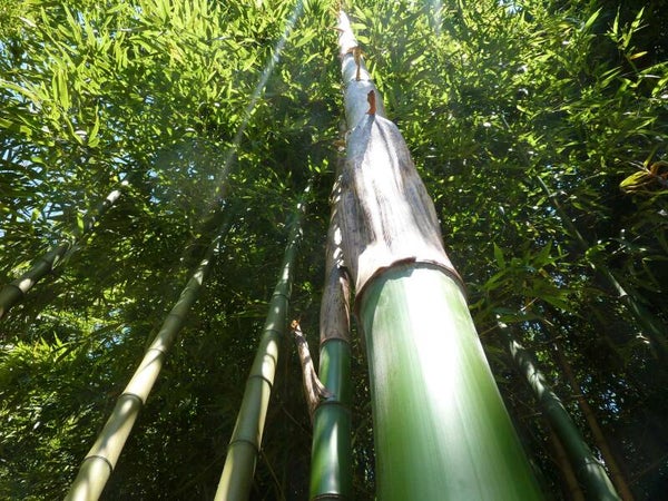 Groene reuzen bamboe Phyllostachys vivax 'Huanwenzhu'