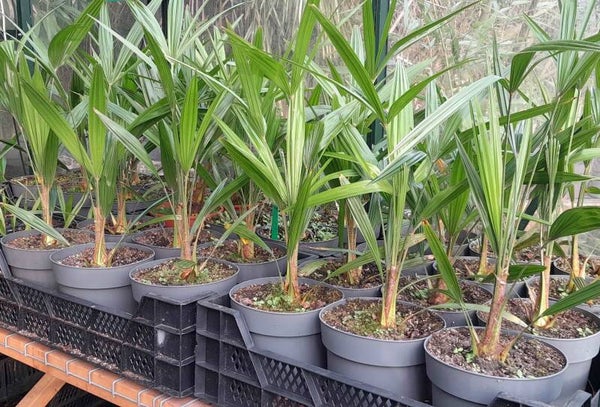 Palm plant Trachycarpus fortunei