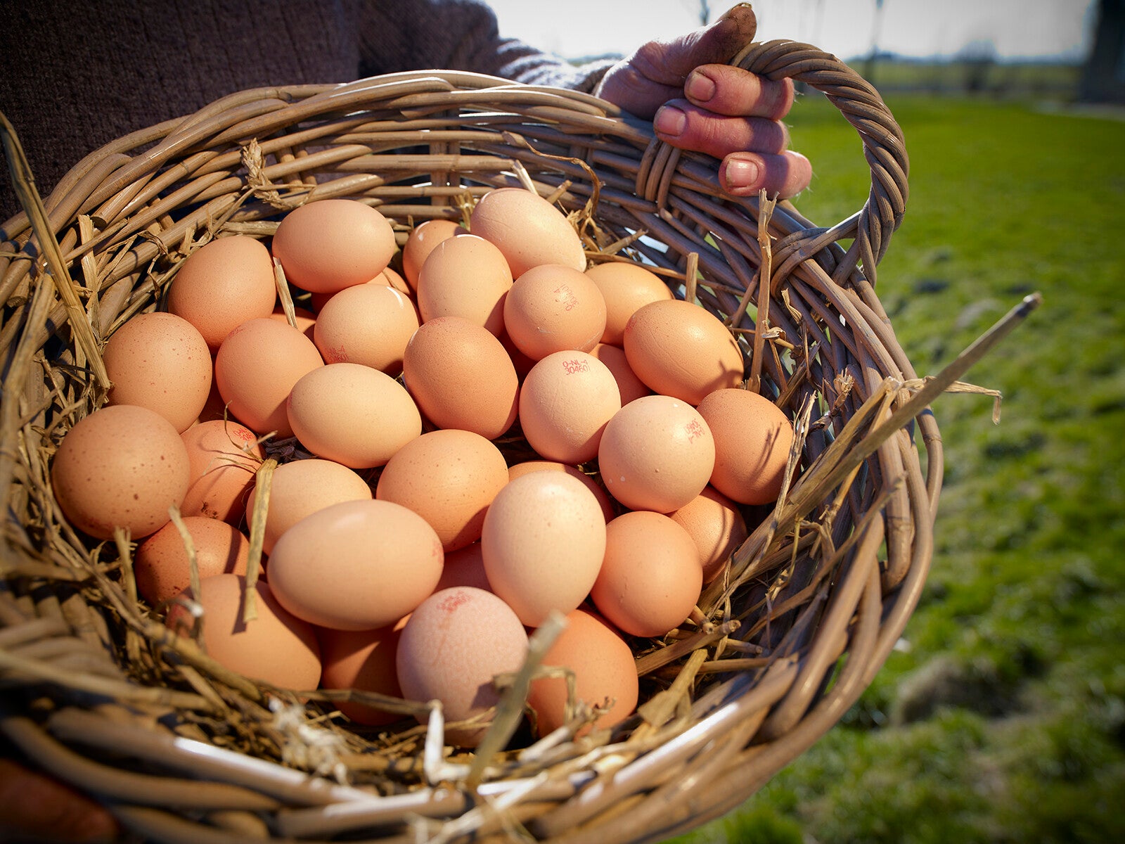 Biologisch eieren 10 stuks