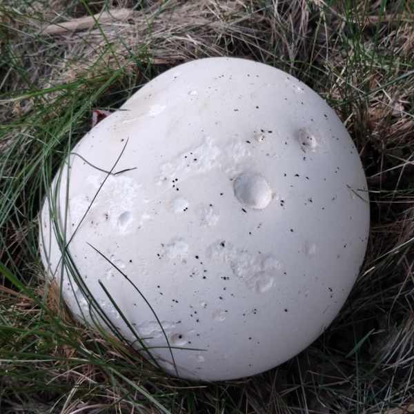 3.8 oz Giant Puff Ball, powder