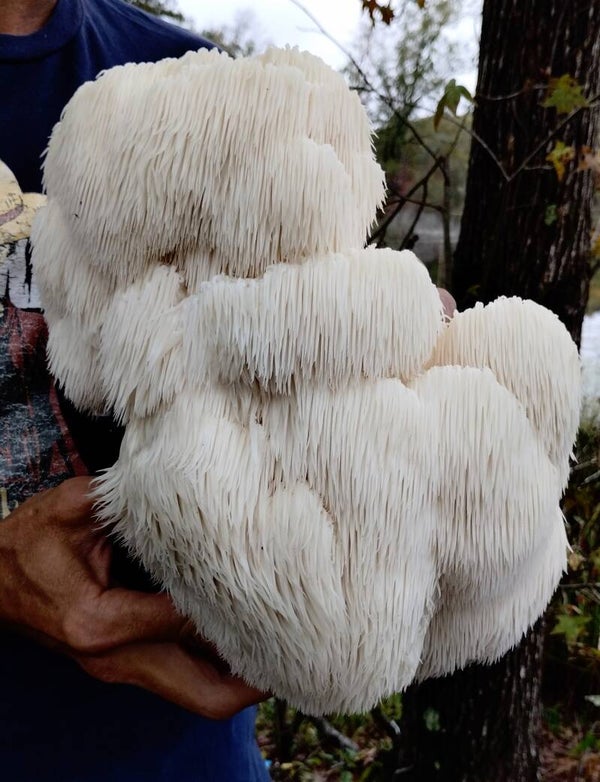 4oz Lions-mane, wild