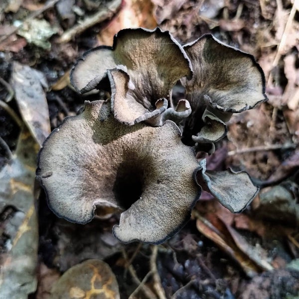 1.5 oz Eastern Black Trumpets (Craterellus fallax) dried