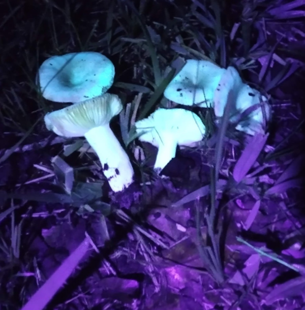 Group UV Light Night Walks
