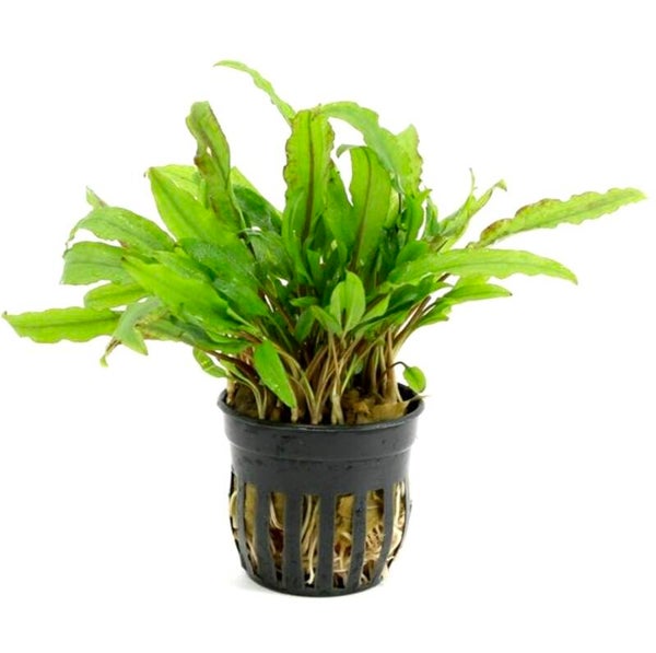 Cryptocoryne Wendtii Green Gecko