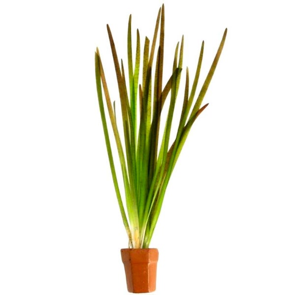 Vallisneria Spiralis red