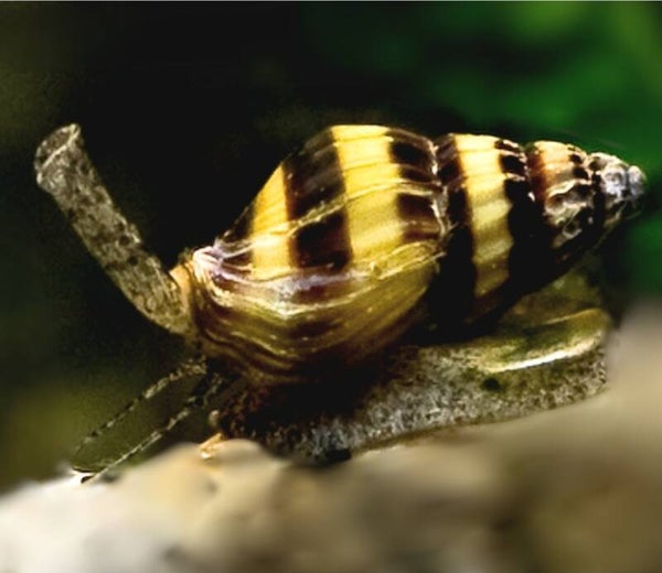 Anatome Helena - Slak etende slak