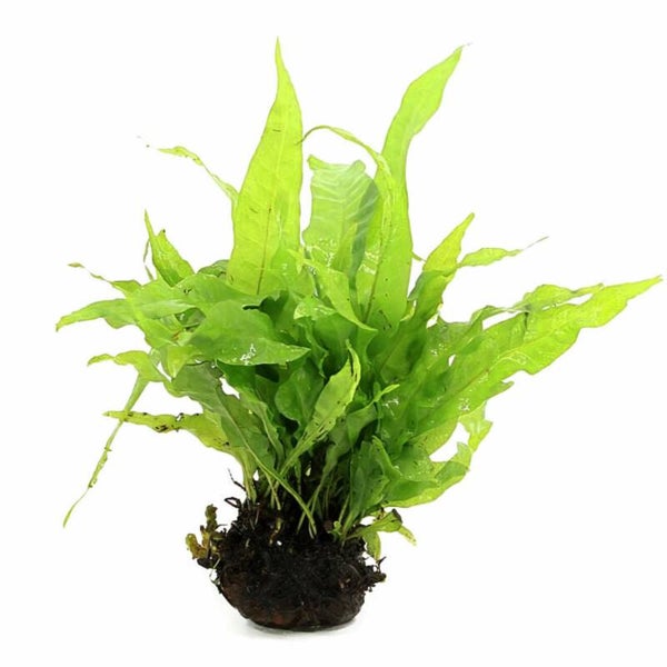 Lavasteen met Microsorum pteropus