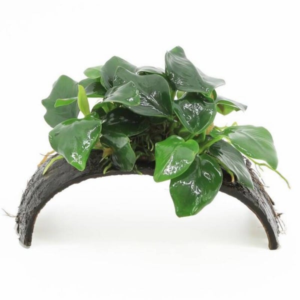 Cocosnoot met Anubias