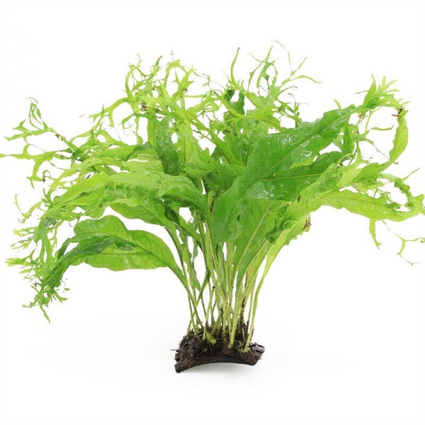 Microsorum (javavaren) op cocosnoot