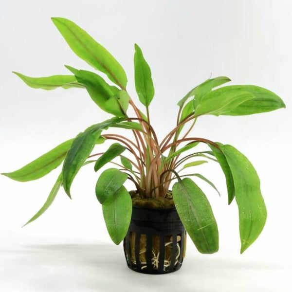 Cryptocoryne Undulatus