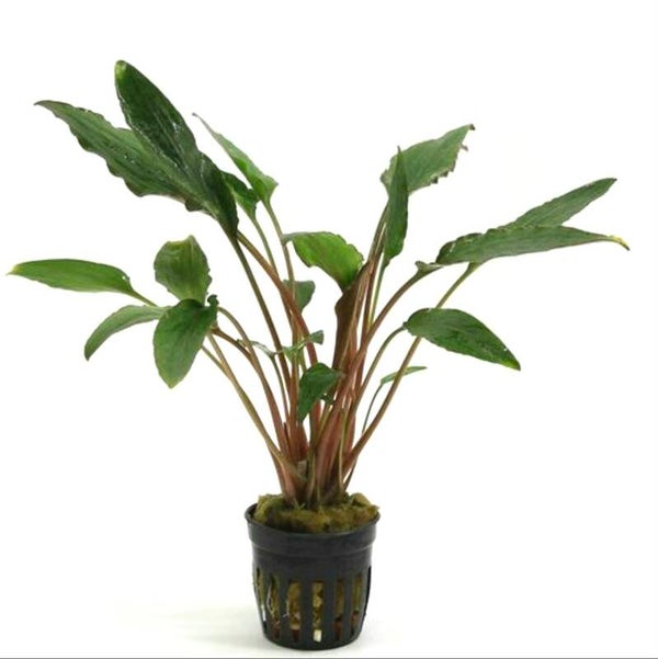 Cryptocoryne Wendtii rood