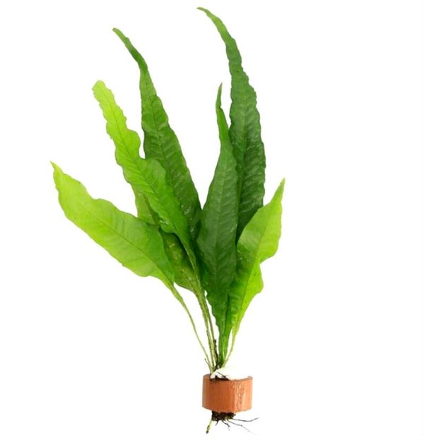 Javavaren Microsorum Pteropus