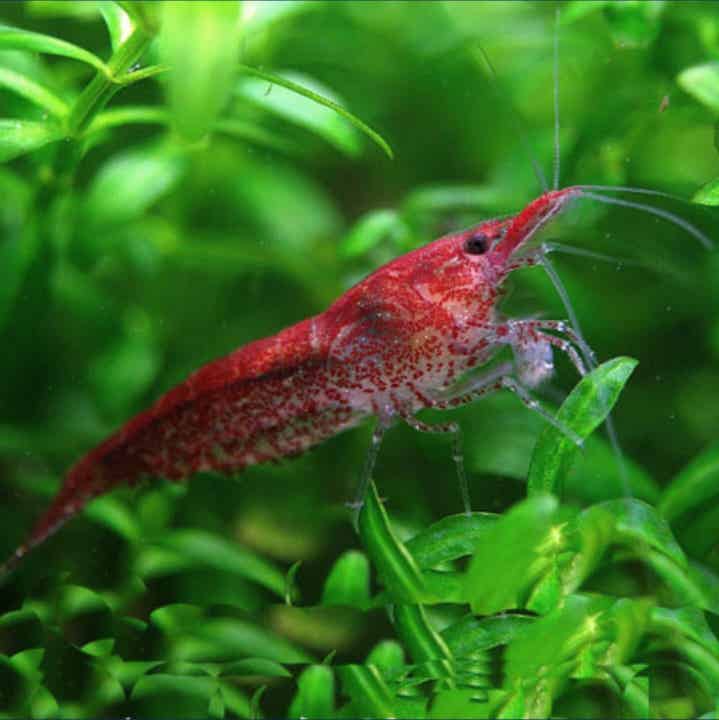 Vuurgarnalen (Red Cherry Garnalen)