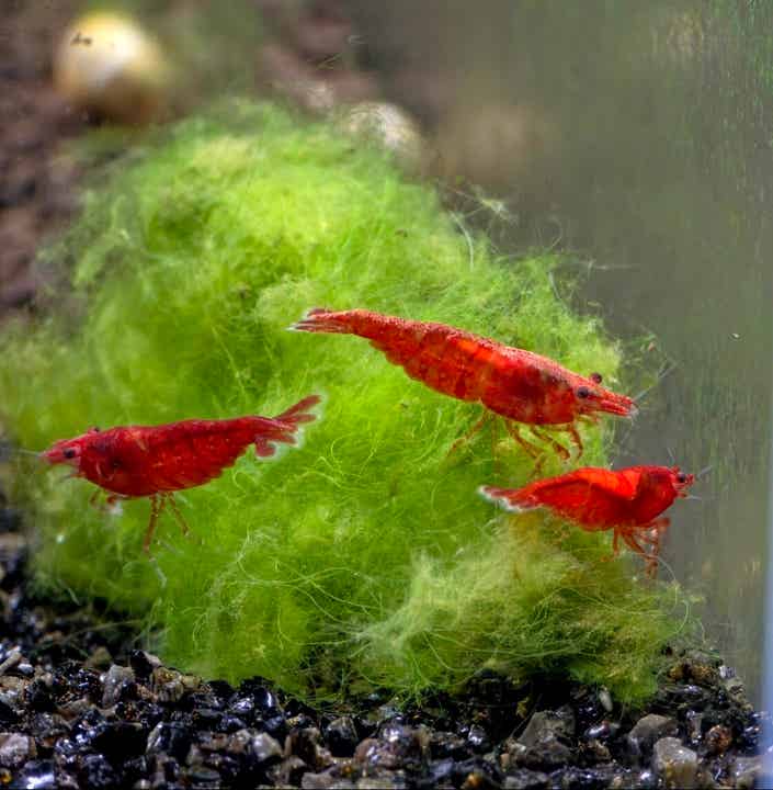 Neocaridina Bloody Mary garnalen