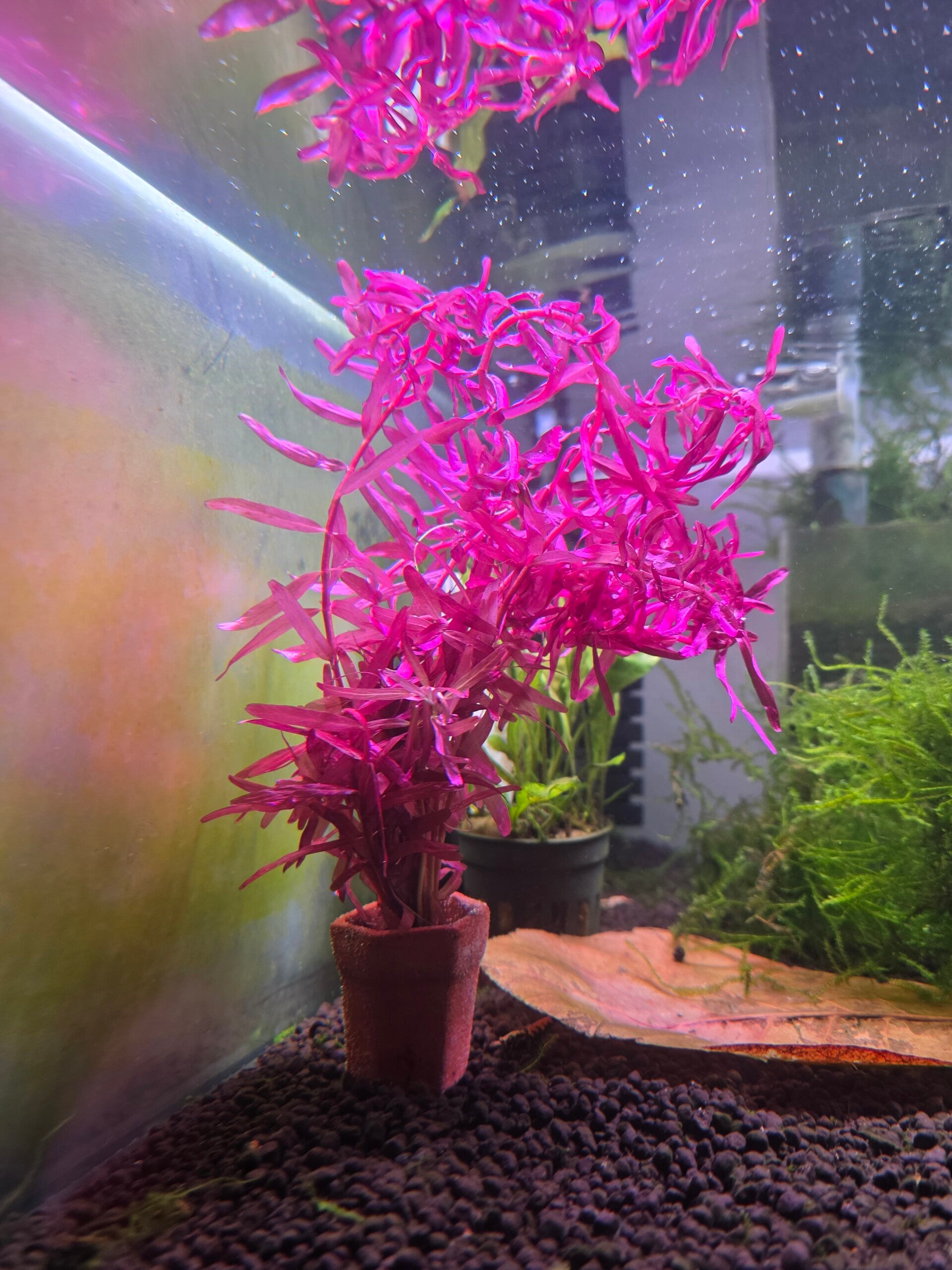 Rotala blood red