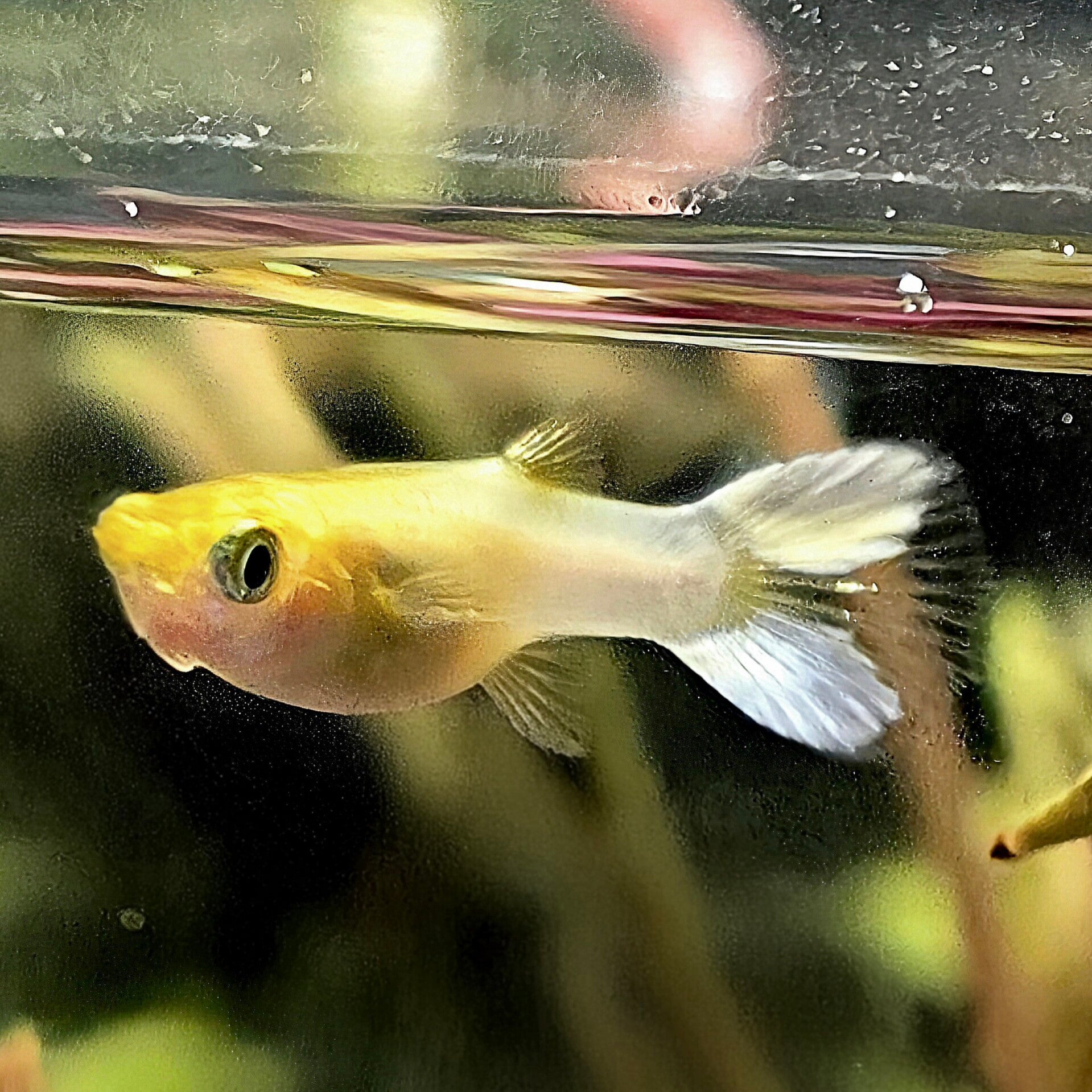 Guppy Snow White vrouw