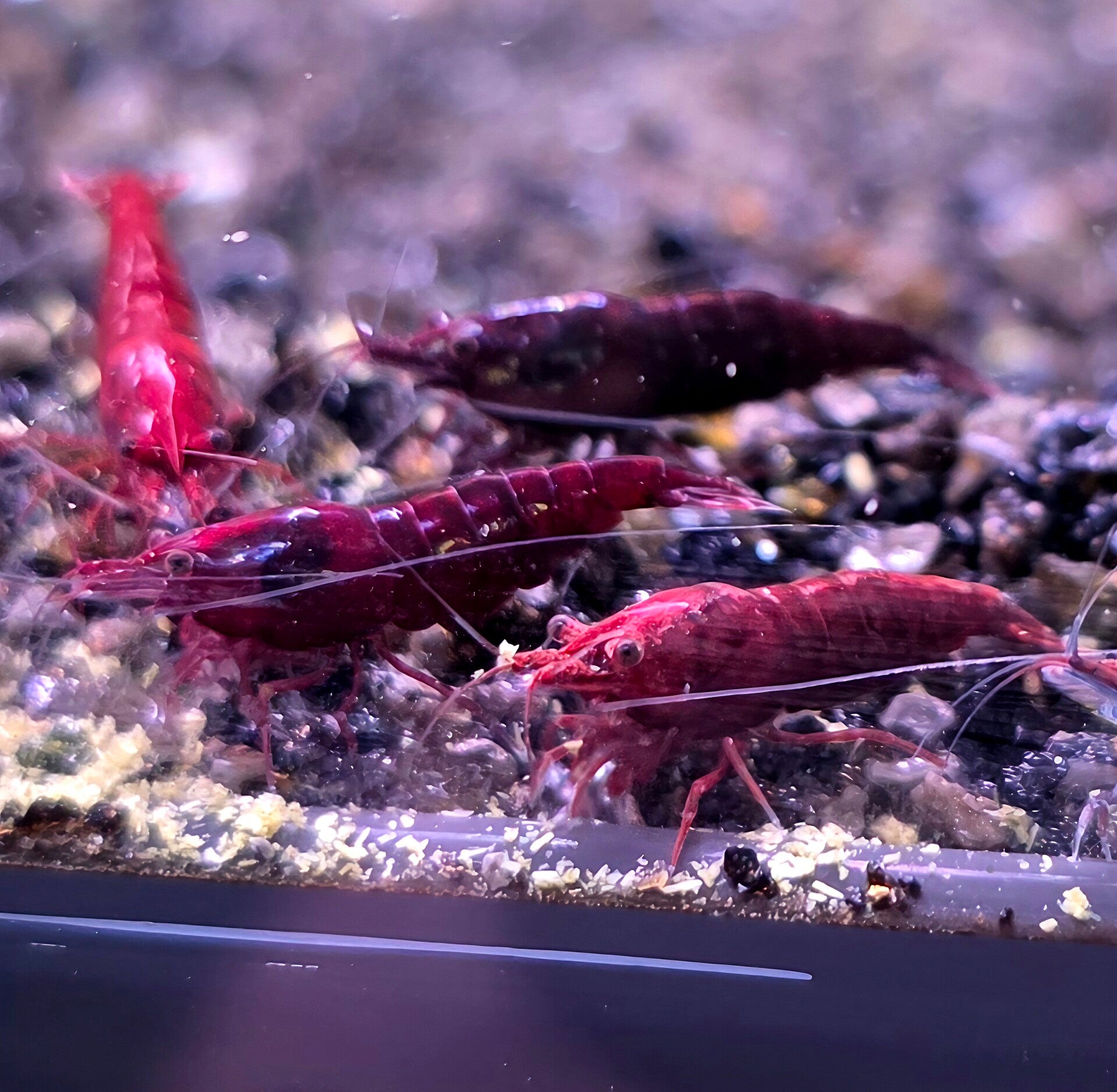 Bloody Mary garnalen (Neocaridina)