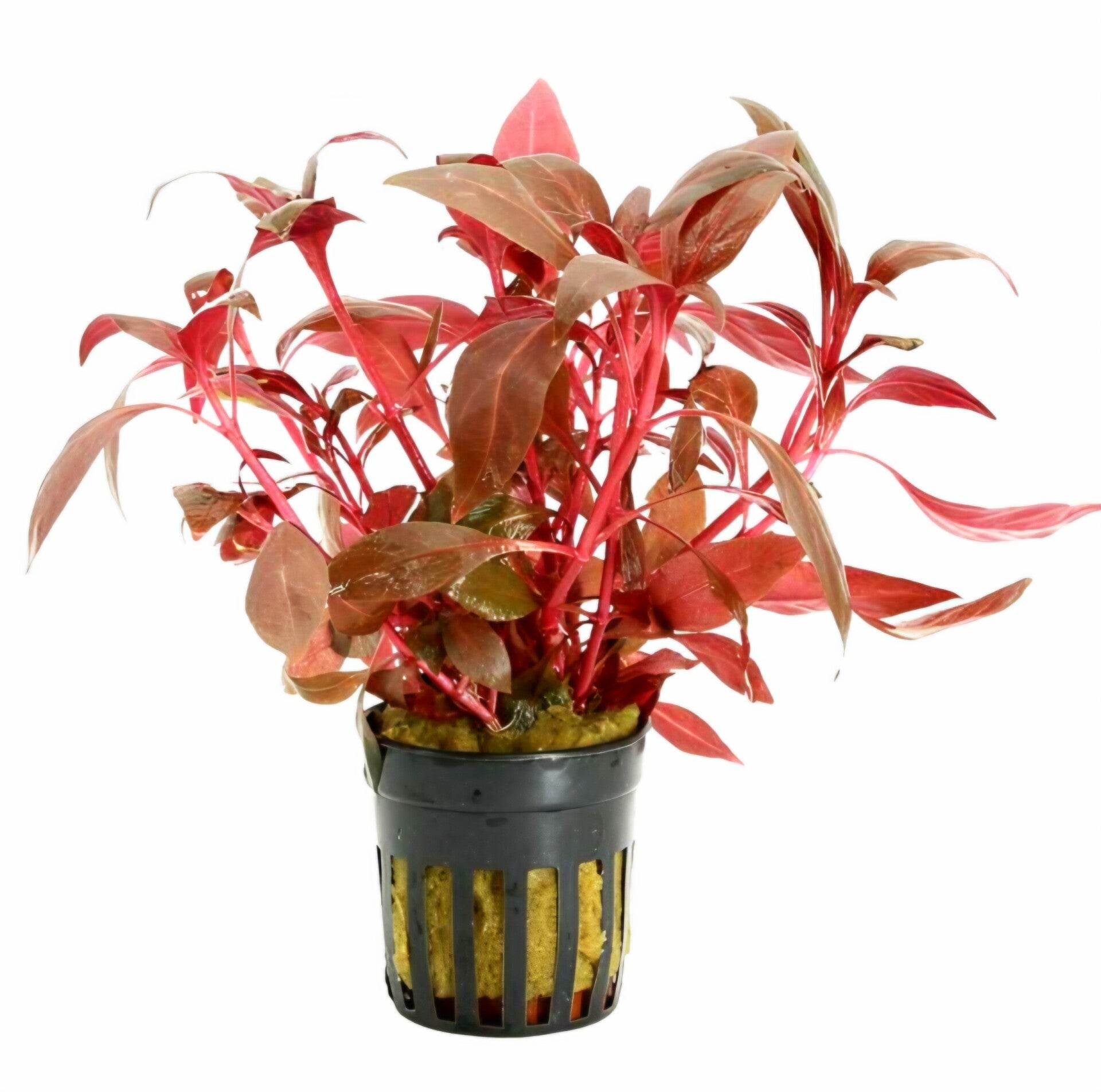Alternanthera Cardinalis