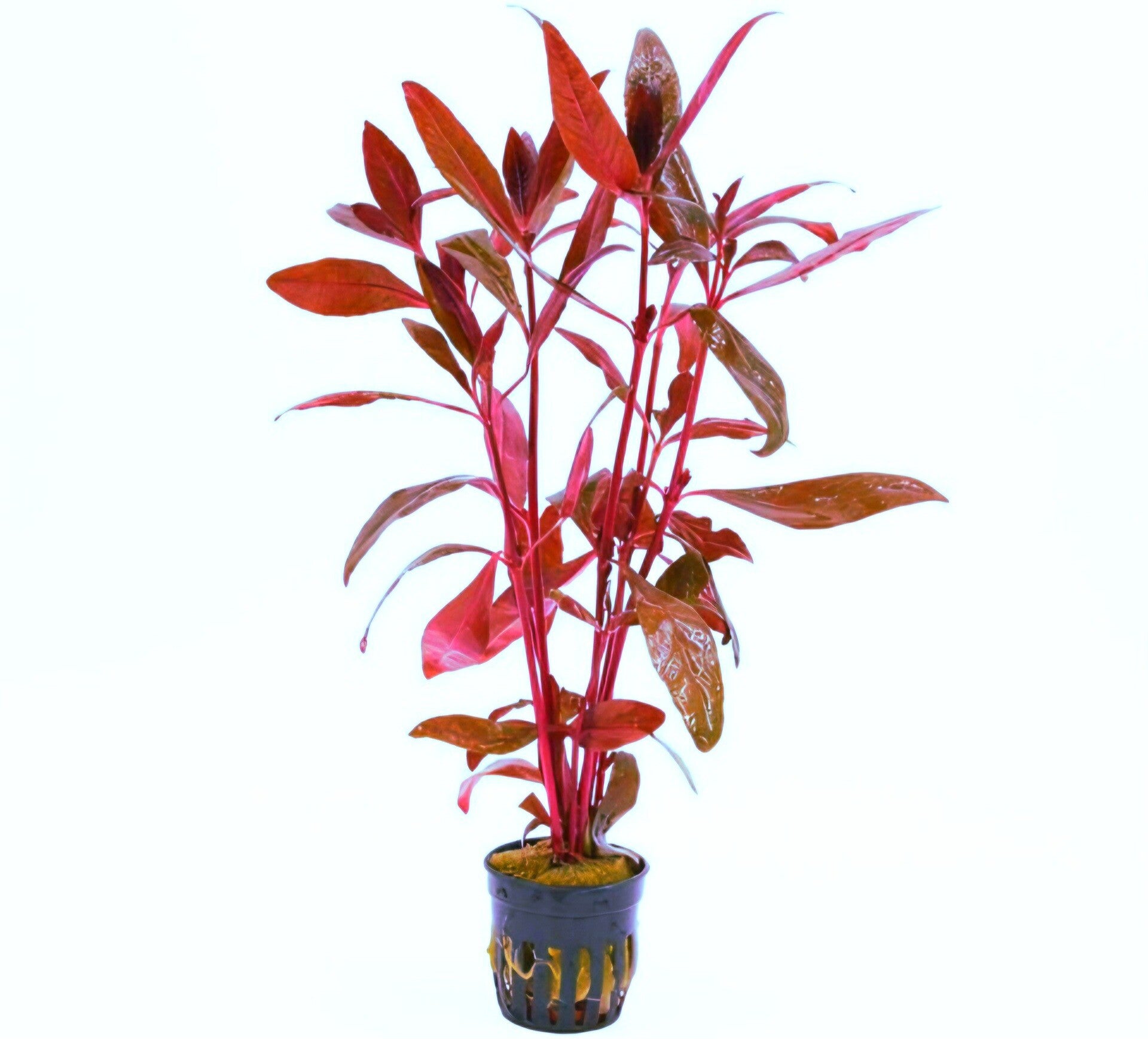 Alternanthera Sessilis