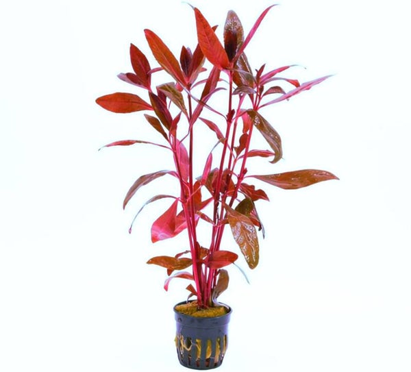 Alternanthera Sessilis