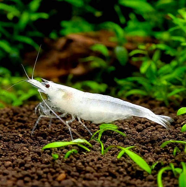 Snow Amano garnalen - Caridina Multidentata