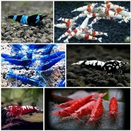 Aquarium garnalen kopen